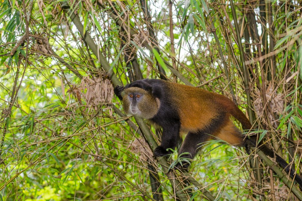 Why Slow Travel Is Perfect for Uganda Safaris