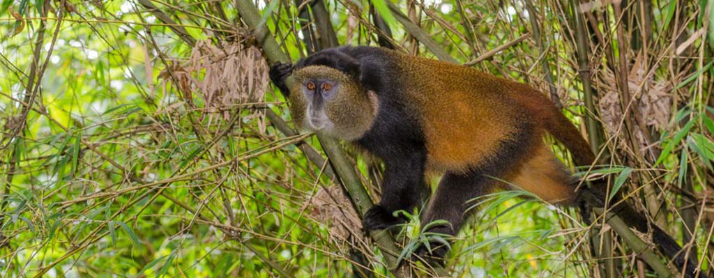 Why Slow Travel Is Perfect for Uganda Safaris